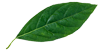 leaf 100x50 Menu Bar