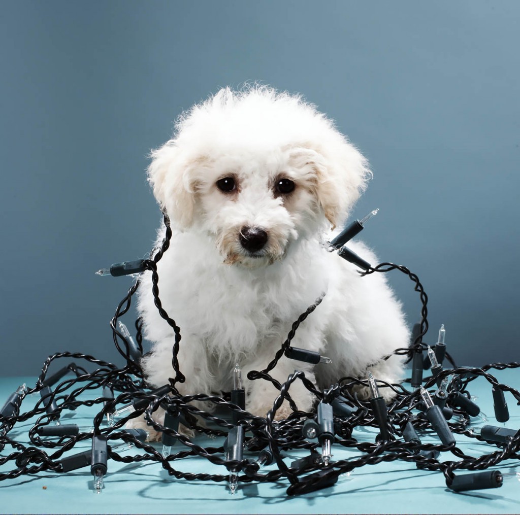 Puppy tangled in Christmas lights